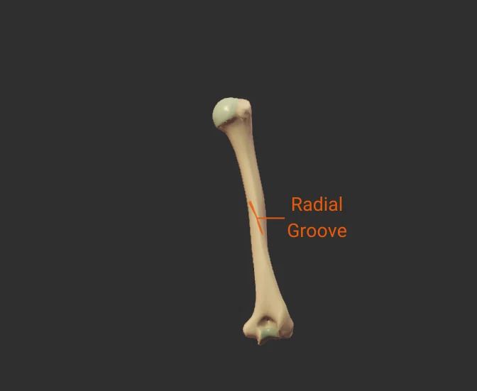 Radial Groove - posterior - isolated